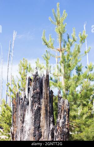 Verbrannte Überreste von Bäumen, neben neuem Wachstum, aus dem Charlton Feuer von 1996 in der Nähe von Waldo See in Oregon. Stockfoto