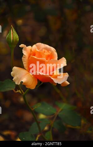 Zarte und schöne Rosen im Wilson Park. Der Park liegt am Princes Highway in Berwick in Victoria, Australien. Stockfoto