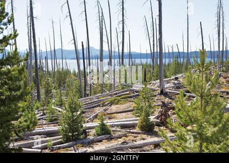 Verbrannte Überreste von Bäumen, neben neuem Wachstum, aus dem Charlton Feuer von 1996 in der Nähe von Waldo See in Oregon. Stockfoto