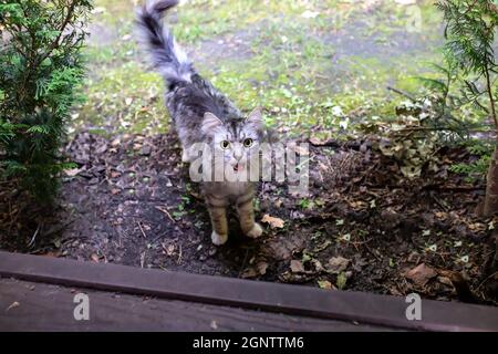 Ein kleines graues, obdachloses Kätzchen klettert von der Straße auf einen Holzboden. Graue Katze schreiend. Haustier schaut in die Kamera, auf der Straße zu Fuß. Stockfoto