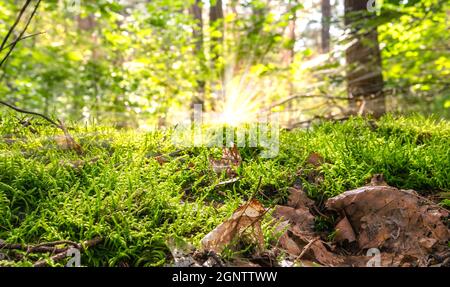Moos im sonnigen Wald. Nahaufnahme. Stockfoto