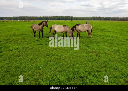 Drohne fliegt um verschiedene braune, weiße Mustangs und Kühe, die auf der Wiese laufen und Gras auf dem Ackerland weiden. Luftaufnahme. Gruppe von Tieren auf der Weide. Ländliche Szene. Gefährdete freie Familien von Wildpferden Stockfoto