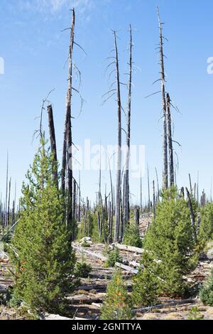 Verbrannte Überreste von Bäumen, neben neuem Wachstum, aus dem Charlton Feuer von 1996 in der Nähe von Waldo See in Oregon. Stockfoto