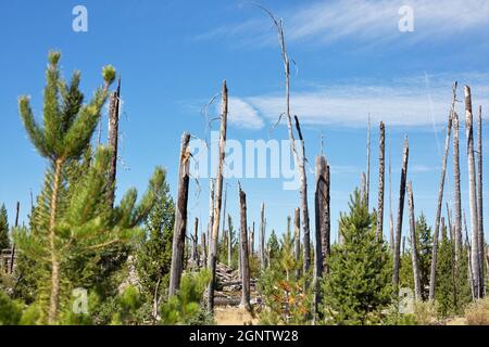 Verbrannte Überreste von Bäumen, neben neuem Wachstum, aus dem Charlton Feuer von 1996 in der Nähe von Waldo See in Oregon. Stockfoto