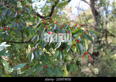 Rote Beeren auf einem Amur Honigsuckle Bush im Herbst Stockfoto