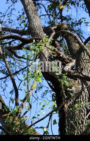 Devil's Tail Weed und Wild Grape Vines auf einem schwarzen Walnussbaum Stockfoto