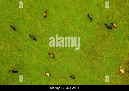 Drohne fliegt über verschiedene braun-weiße Mustangs und Kühe, die auf der Wiese laufen und Gras auf dem Ackerland weiden. Luftaufnahme. Gruppe von Tieren auf der Weide. Ländliche Szene. Gefährdete freie Familien von Wildpferden Stockfoto