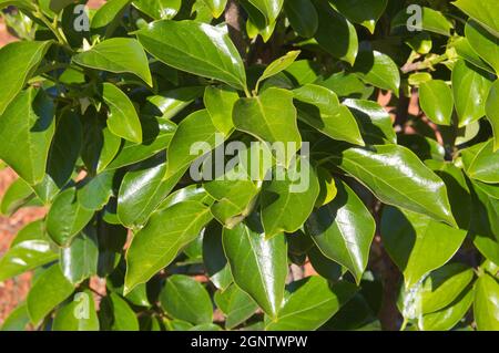 Bild von einigen Persimmonzweigen mit den grünen Blättern eines Persimmonbaums im frühen Frühjahr Stockfoto
