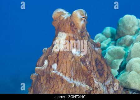 Tagesoktopus, großer blauer Oktopus oder Cyane-Oktopus, Octopus Cyanea, langer Lava-Schlauch, Red Hill, South Kona Coast, Hawaii Island ( The Big Island ), Hawa Stockfoto