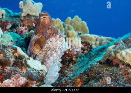 Tagesoktopus, großer blauer Oktopus, Cyane-Oktopus oder Hee mauli, Octopus cyanea, Zeigt Siphon, Paradise Pinnacle, South Kona Coast, Hawaii Island ( die Stockfoto