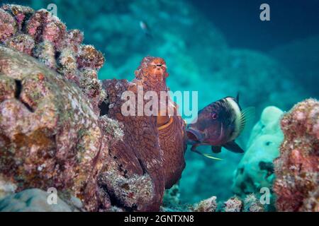 multibar-Ziegenfisch, , Parupeneus multifasciatus, folgt Tagesoktopus oder gewöhnlicher Riffoktopus, Octopus cyanea, in der Hoffnung, kleine Beute zu schnappen, die ausgespült o Stockfoto