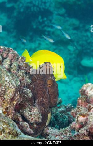 Yellow tang, Zebrasoma flavescens, schwimmt hinter Tagesoktopus, großem Blauoktopus, Cyane-Oktopus oder HE'e mauli, Octopus cyanea, In der Nähe der Schädelhöhle, Kohana Stockfoto