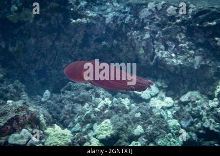 Tagesoktopus, großer blauer Oktopus, Cyane-Oktopus oder HE'e mauli, Octopus cyanea, Schwimmen im Jet-Antrieb, Pebble Beach, South Kona, Hawaii Island ( t Stockfoto