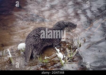 Junger Fischotter (Lufra vulgaris) am eiskalten nördlichen Fluss. Im Winter verlassen Otter das Territorium ihres Vaters (Alter 5-6 Monate). Das Tier befindet sich in einem Zustand der Verderbung Stockfoto