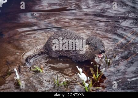 Junger Fischotter (Lufra vulgaris) am eiskalten nördlichen Fluss. Im Winter verlassen Otter das Territorium ihres Vaters (Alter 5-6 Monate). Das Tier befindet sich in einem Zustand der Verderbung Stockfoto