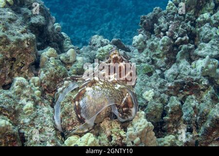 Tagesoktopus, Riffoktopus oder großer blauer Oktopus, Octopus cyanea, in meliertem Braun- und Weißmuster, während der Jagd auf Korallenriff; Sondierspalte Stockfoto