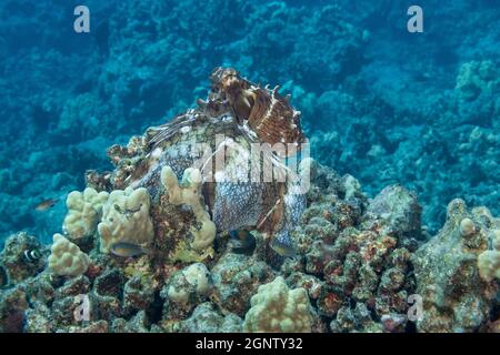 Tagespoktus, Riffoktopus oder große blaue Krake, Octopus cyanea, führt Fallschirmmanöver durch und dehnt das Gewebe zwischen den Armen aus, um versteckte Beute zu fangen, das Stockfoto