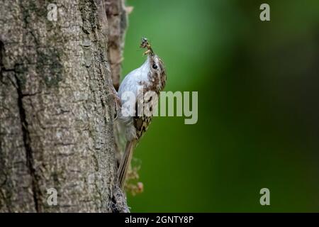 Baumschreeper (Certhia familiaris) sammelt Insekten auf einem Baumstamm Stockfoto