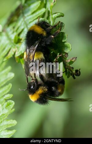 Männliche und weibliche Weißschwanzhummel (Bombus lucorum) Paarung Stockfoto