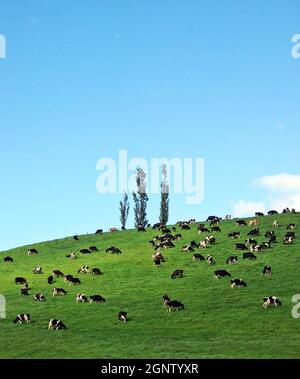 Kühe grasen auf einem grasbewachsenen Hügel mit drei Pappelbäumen auf der Nordinsel Neuseelands. Stockfoto