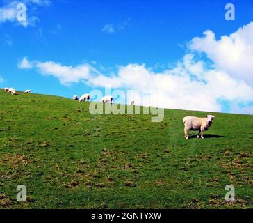 Auf einer grünen Weide auf der Nordinsel Neuseelands grasen Schafe auf einem Hügel. Stockfoto