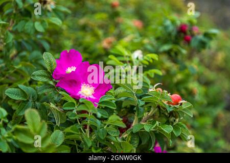 Die Rugosa-Rose (Rosa rugosa) blüht mit lebhaften rosa Blüten und roten Hagebutten auf Langeland, Dänemark. Ursprünglich in Ostasien heimisch, hat sich diese Wildrose seit dem 19. Jahrhundert entlang vieler dänischer Küsten naturalisiert und wird dort als robuste Heckenpflanze geschätzt, die salz- und windresistent ist. Stockfoto
