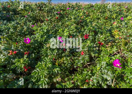 Blüten der Hagebutte (Rosa rugosa), einer Küstenpflanze, die aus Ostasien eingebürgert ist, leuchten magentafarben zwischen roten Hagebutten entlang des Øhavsstien auf Langeland, Dänemark. Stockfoto