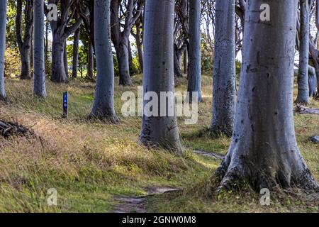 Buchenstämme stehen wie Elefantenbeine an der Küste von Langeland, Dänemark. Leichte Buchenstämme bilden den Wald Travens Vänge. Es liegt direkt an den Klippen von Langeland. Von hier aus hat man einen guten Blick nach Fünen (Fyn), Dänemark Stockfoto