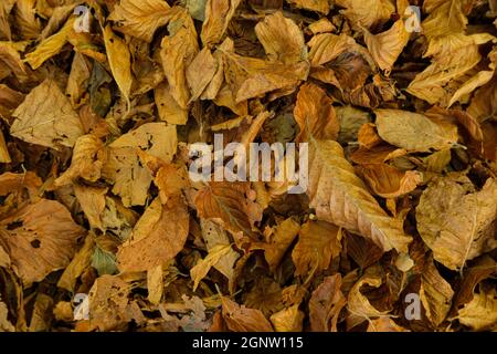 Trockene Herbstsaison Blätter auf rauem Boden, natürliche Hintergrundtapete Stockfoto