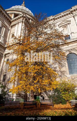 Ein riesiger herbstlicher amerikanischer Sweetgum-Baum (Liquidambar styraciflua) auf der Südseite der St. Pauls Cathedral, City of London, London, Großbritannien Stockfoto