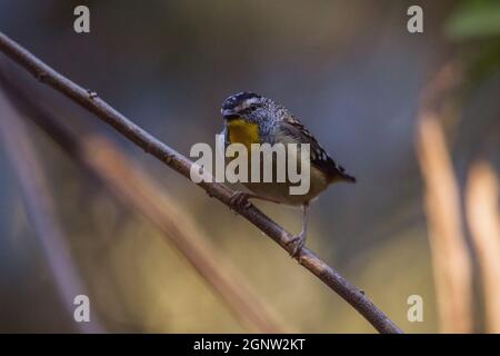 Gefleckte Pardalote (Pardalotus punctatus) in Australien Stockfoto