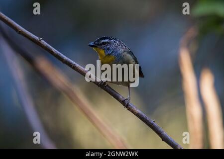 Gefleckte Pardalote (Pardalotus punctatus) in Australien Stockfoto