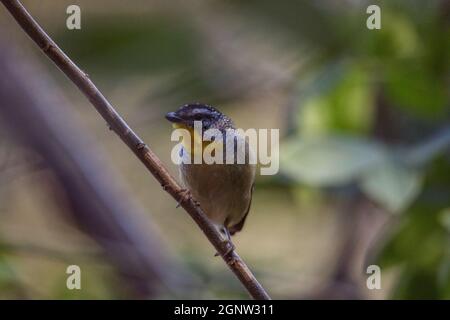 Gefleckte Pardalote (Pardalotus punctatus) in Australien Stockfoto