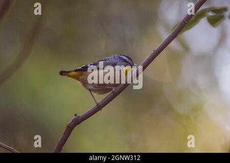 Gefleckte Pardalote (Pardalotus punctatus) in Australien Stockfoto