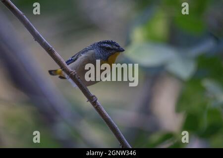 Gefleckte Pardalote (Pardalotus punctatus) in Australien Stockfoto