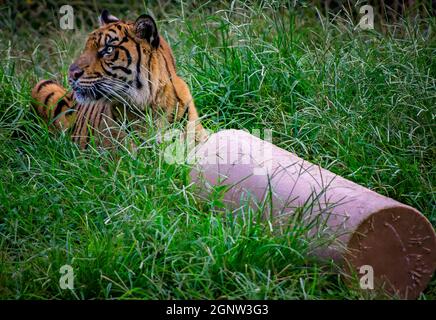 Ein Sumatratiger (Panthera tigris sumatrae) spielt mit einem Anreicherungs-Spielzeug im Memphis Zoo, 8. September 2015, in Memphis, Tennessee. Stockfoto