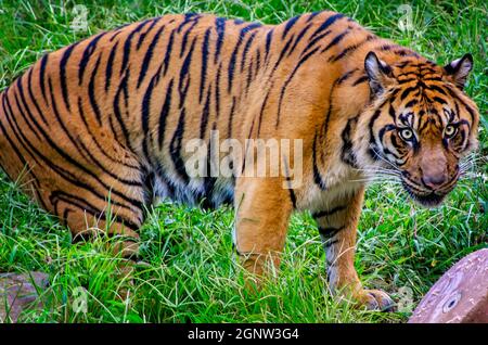 Ein Sumatratiger (Panthera tigris sumatrae) ist im Memphis Zoo am 8. September 2015 in Memphis, Tennessee, abgebildet. Stockfoto