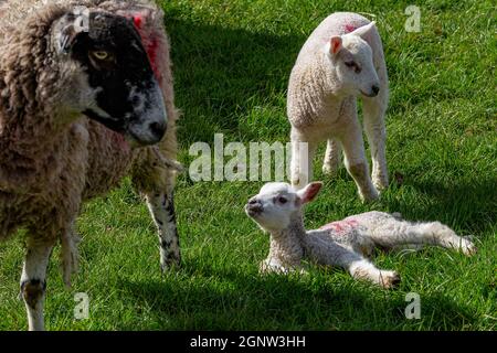 Lämmer und Mutter Schafe auf dem Feld Stockfoto