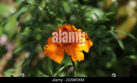 Seitenansicht einer blühenden orangefarbenen Ringelblume im Garten Stockfoto