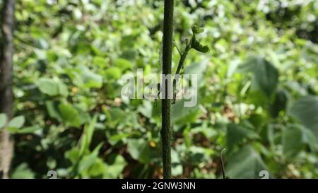 Nahaufnahme einer großen weiblichen Spinne und ihres Netzes auf einem haarigen Moschus-Malchstamm in hellem Hintergrund Stockfoto