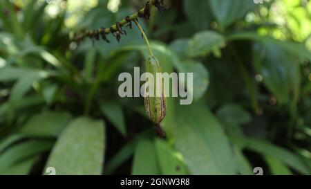 Nahaufnahme einer großen, purpurnen Orchideenkapsel (Spathoglottis plicata), die zum Spalten bereit ist Stockfoto