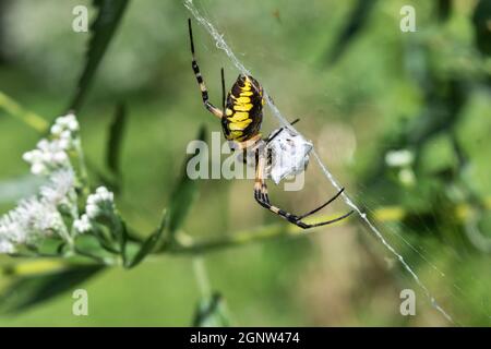 Yellow Garden Spider (Argiope aurantia) baut ein Netz auf Pflanzen in Iowa auf Stockfoto