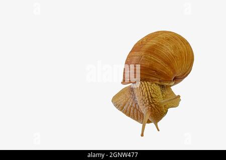 Nahaufnahme von Burgund, römische Schnecke isoliert auf weißem Hintergrund. Schnecke kriecht isoliert auf weißem Hintergrund. Stockfoto