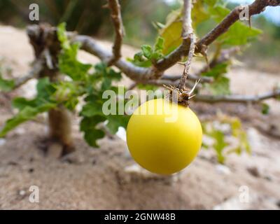 Nachtschattenfrucht des giftigen Teufels (Solanum linnaeanum) Stockfoto