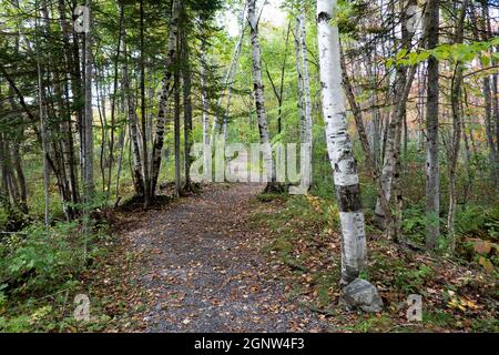 Ein herbstlicher Pfad im Sahandaga Pathway in Speculator, NY, in den Adirondack Mountains mit weißen Birken und immergrünen Bäumen und gefallenen Blättern Stockfoto