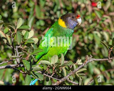 Ein australischer Ringneck der westlichen Rasse, bekannt als der achtundzwanzig Papageien, fotografiert in einem Wald im Südwesten Australiens. Stockfoto