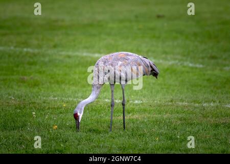 Sandhill Kran auf der Suche nach Futter auf einer Wiese Stockfoto