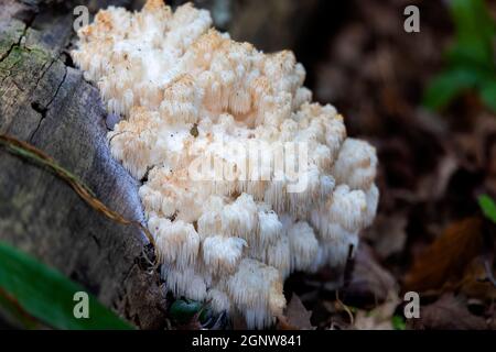 Löwenmähne, (Hericium erinaceus) auch als Affenkopfpilz, Bartzahnpilz, Satyrbart, Bartigel-Pilz, Stockfoto