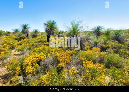 Grasbäume (Xanthorrhoea preissii) wachsen im Wanagarren Nature Reserve unter Wildblumen im Frühling, in der Nähe von Cervantes, Gascoigne Region, Wester Stockfoto