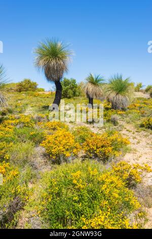 Vertikale Ansicht der Grasbäume (Xanthorrhoea preissii), die im Wanagarren Nature Reserve unter Wildblumen im Frühling wachsen, in der Nähe von Cervantes, Gascoig Stockfoto